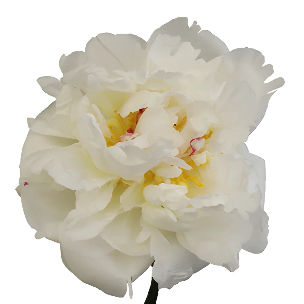Assorted Peonies - alternative 1