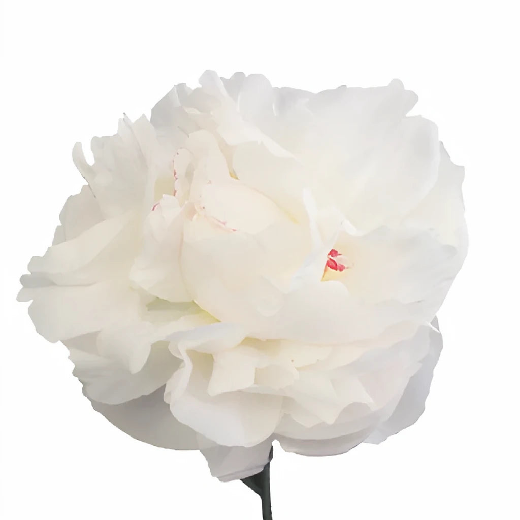 Inmacuelle Peonies - alternative 2
