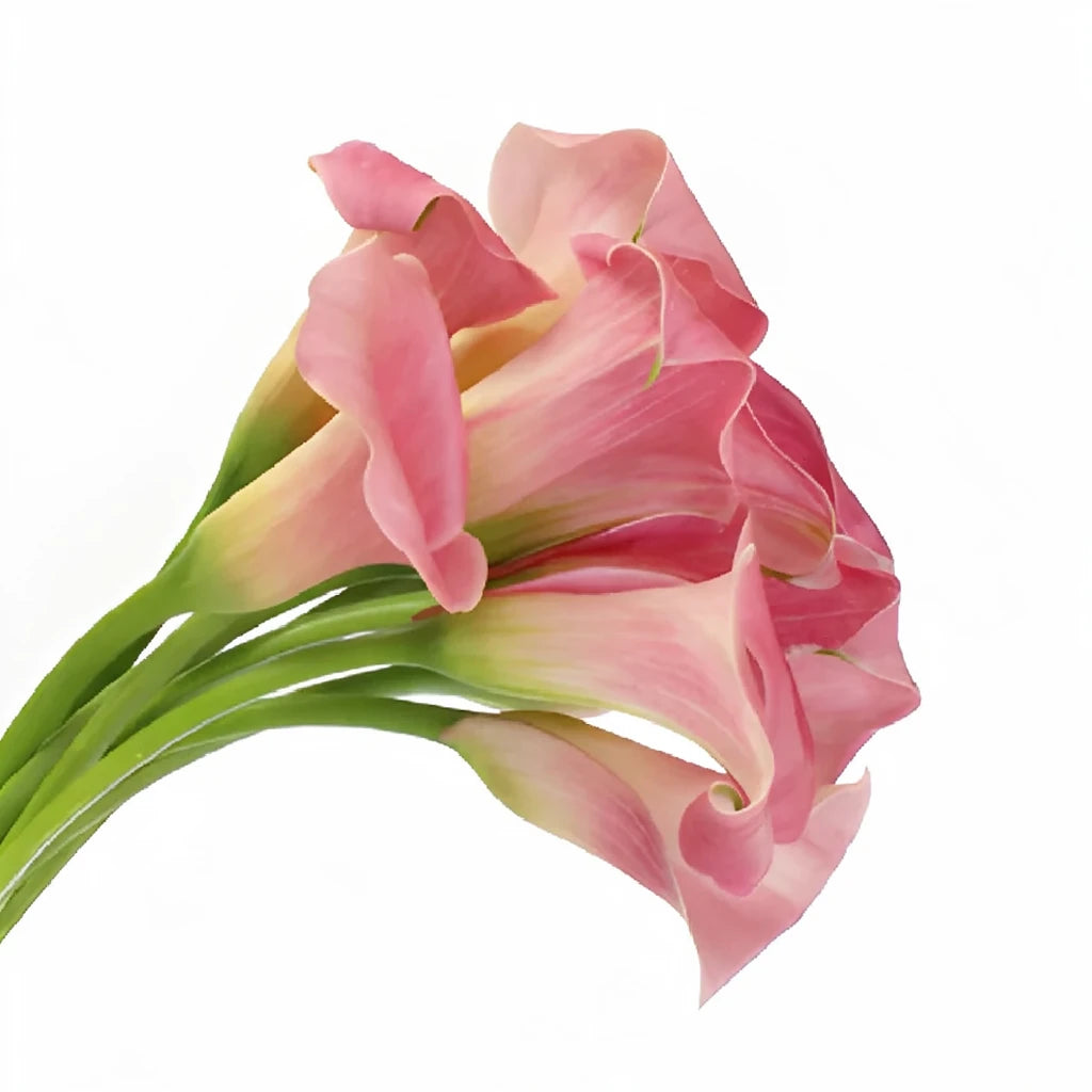 Pink Panther Calla Lily Mini - alternative 1