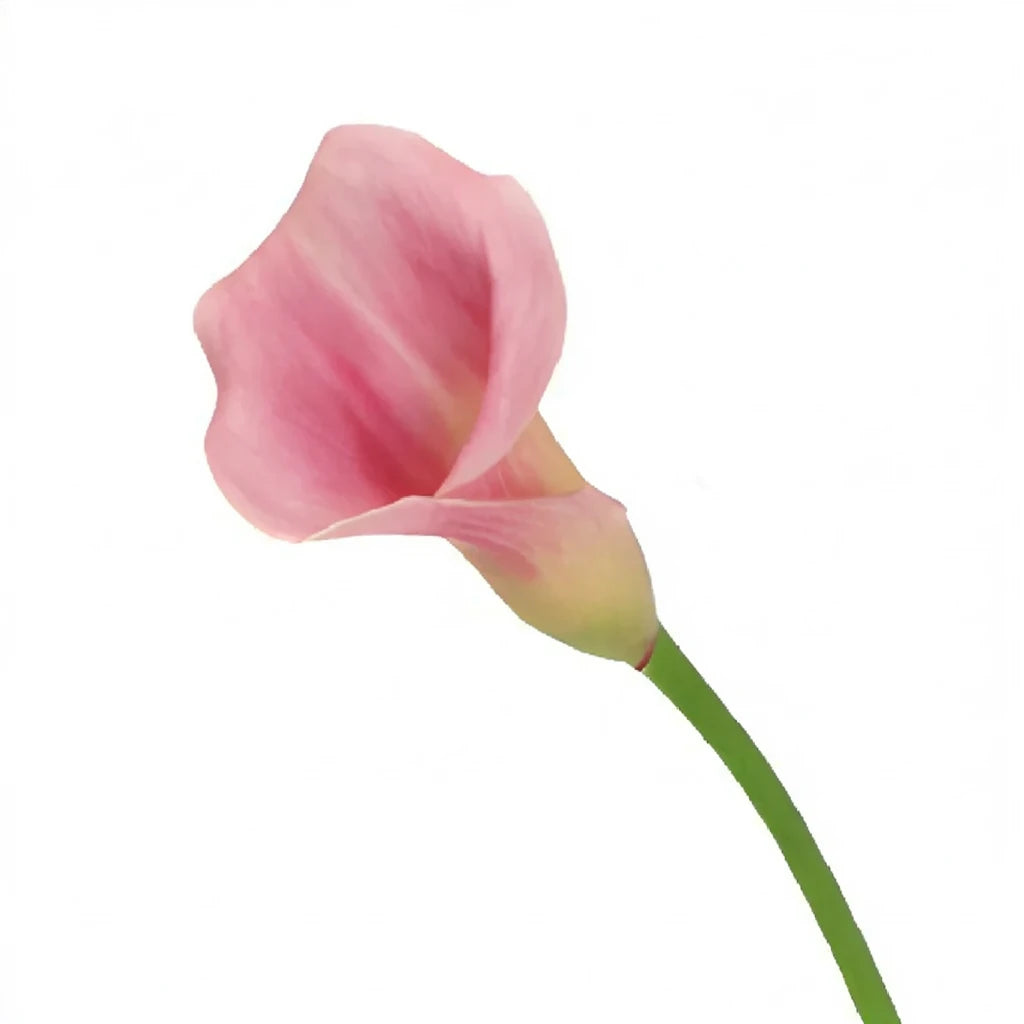 Pink Panther Calla Lily Mini - main