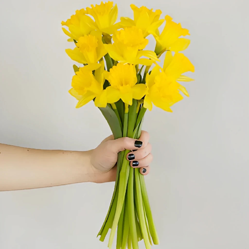 Yellow Daffodils - alternative 2