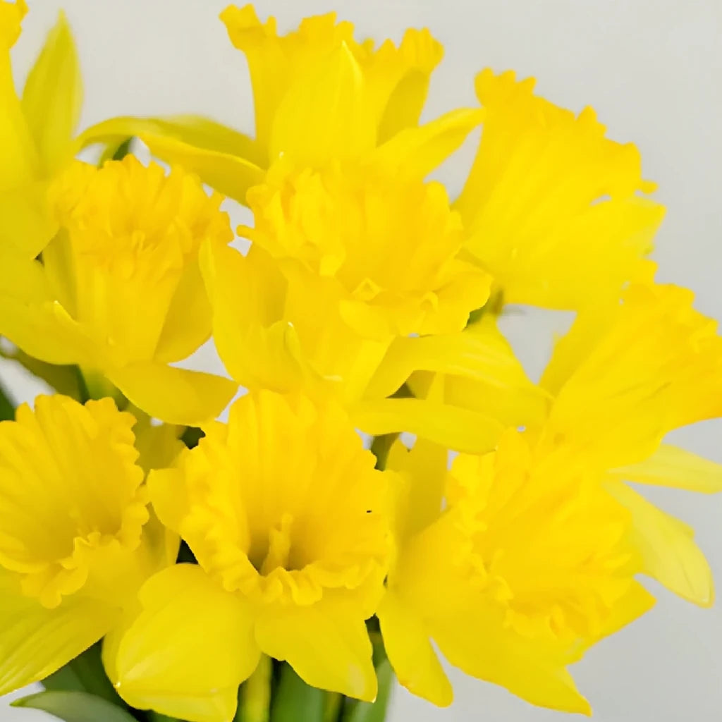 Yellow Daffodils - alternative 3