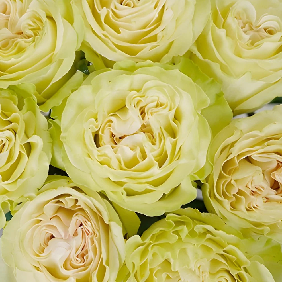 Dynamic Roses Standard - alternative 2