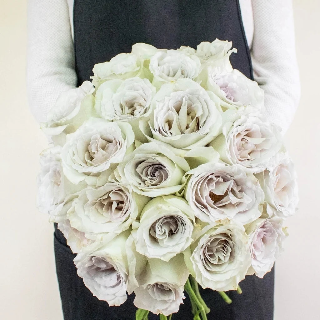 Early Grey Roses Standard - main