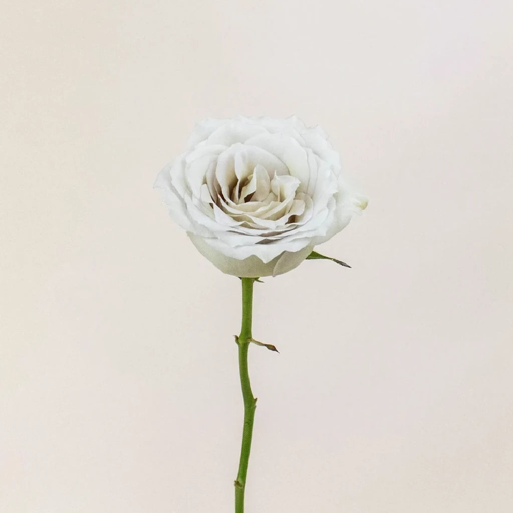 Early Grey Roses Standard - alternative 2