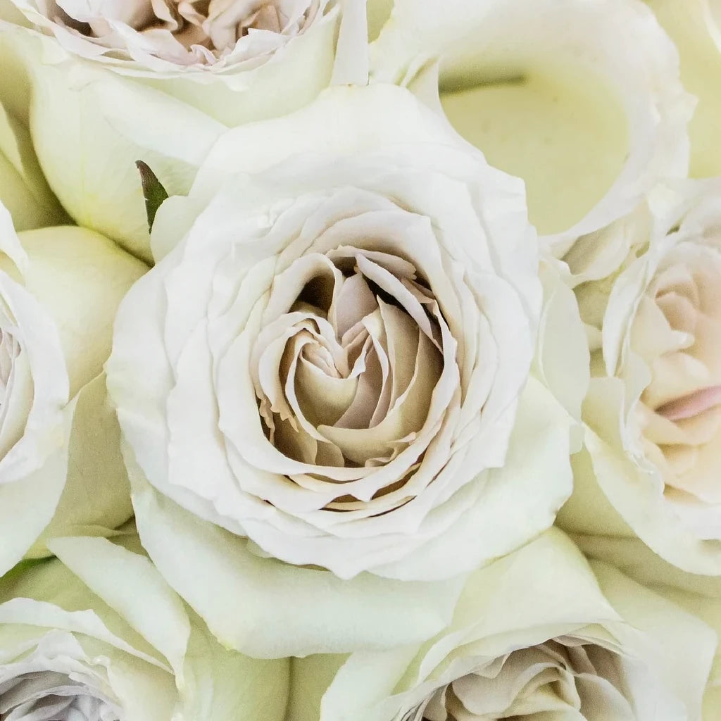 Early Grey Roses Standard - alternative 1