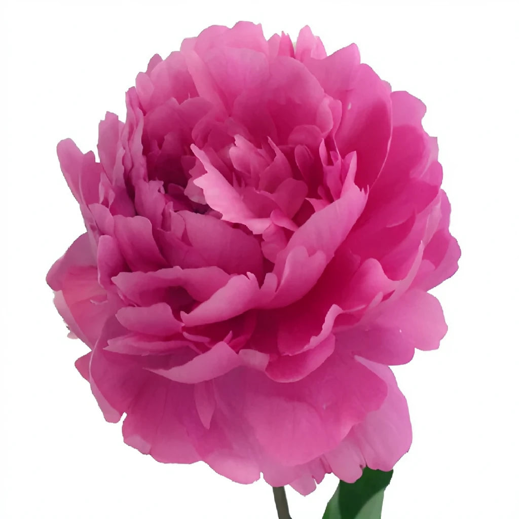 Pink Hot Peonies - alternative 2
