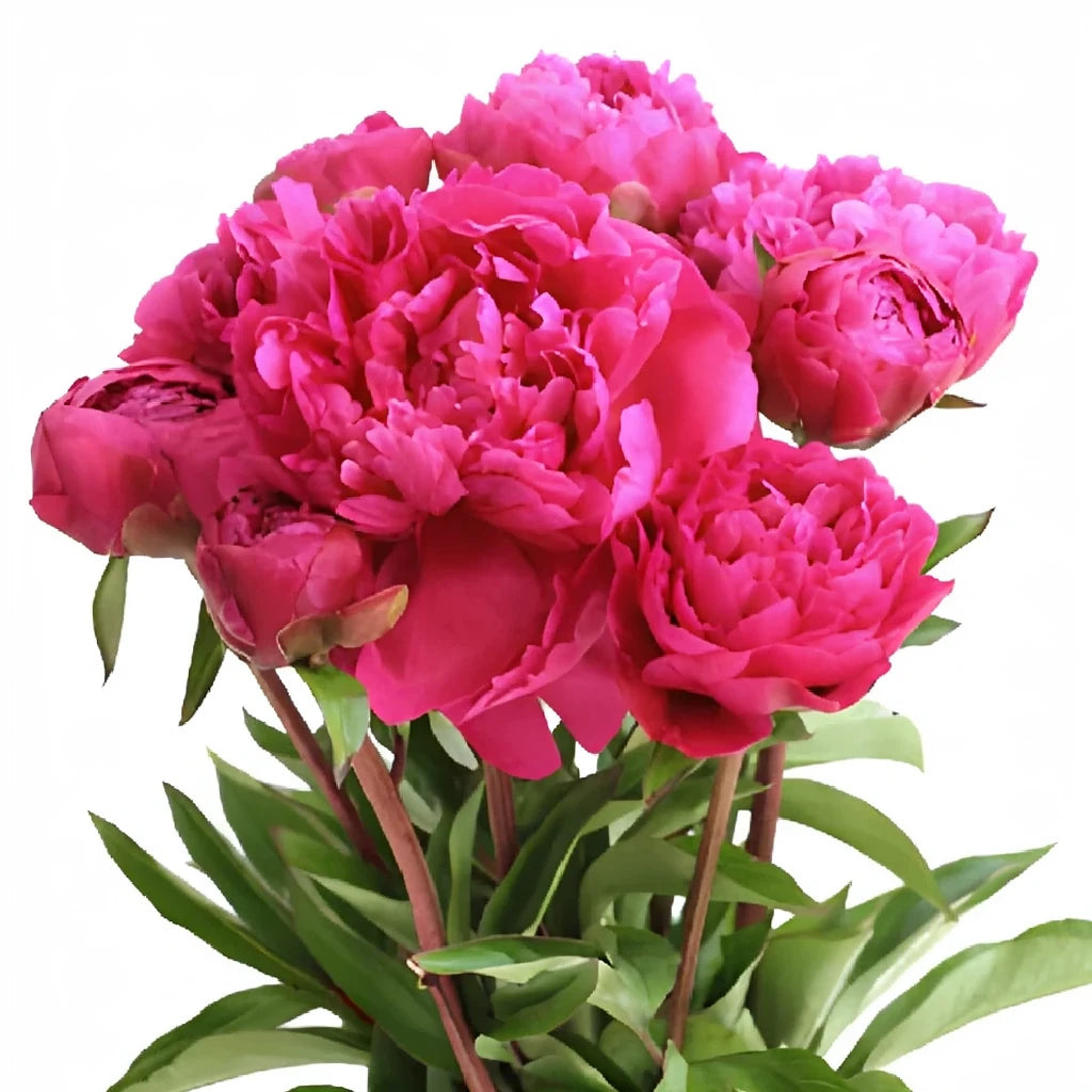 Pink Hot Lilies Asiatic - alternative 2