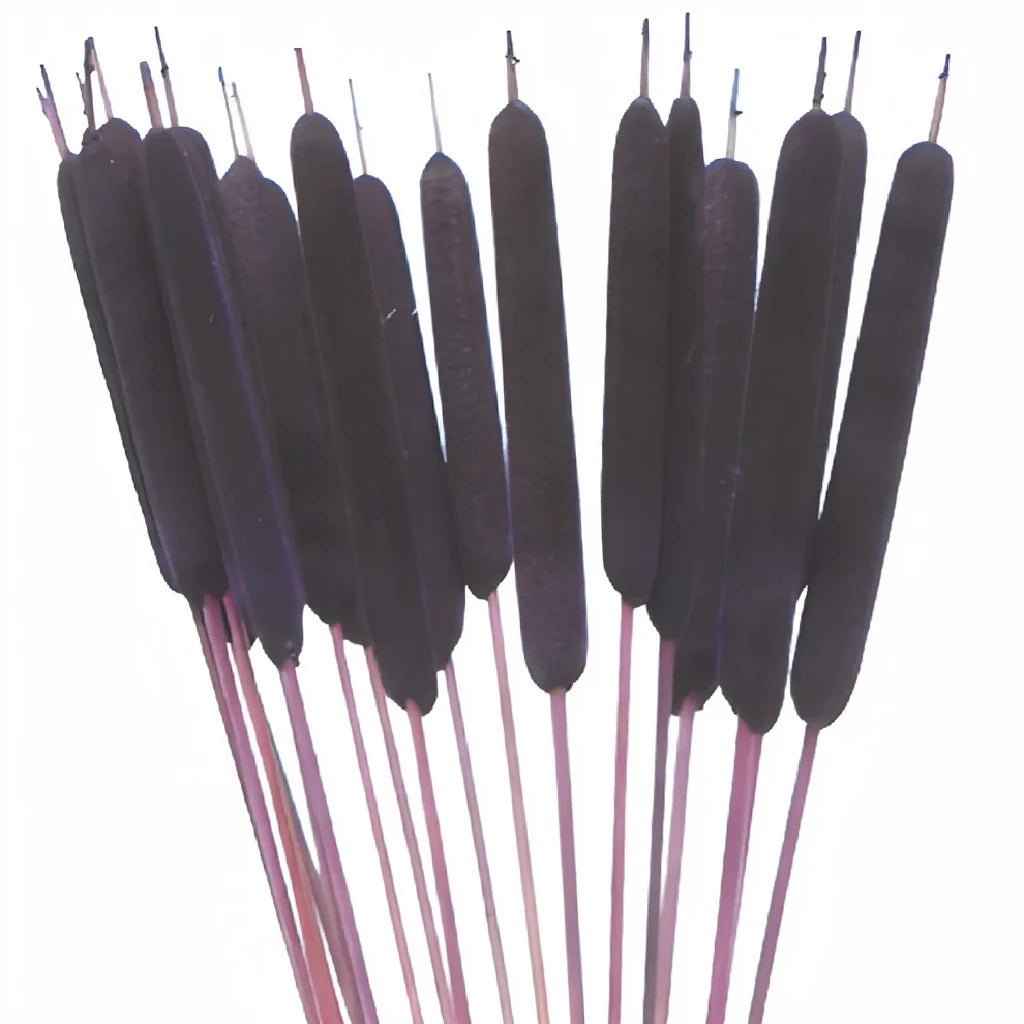 Purple Cat Tails - main
