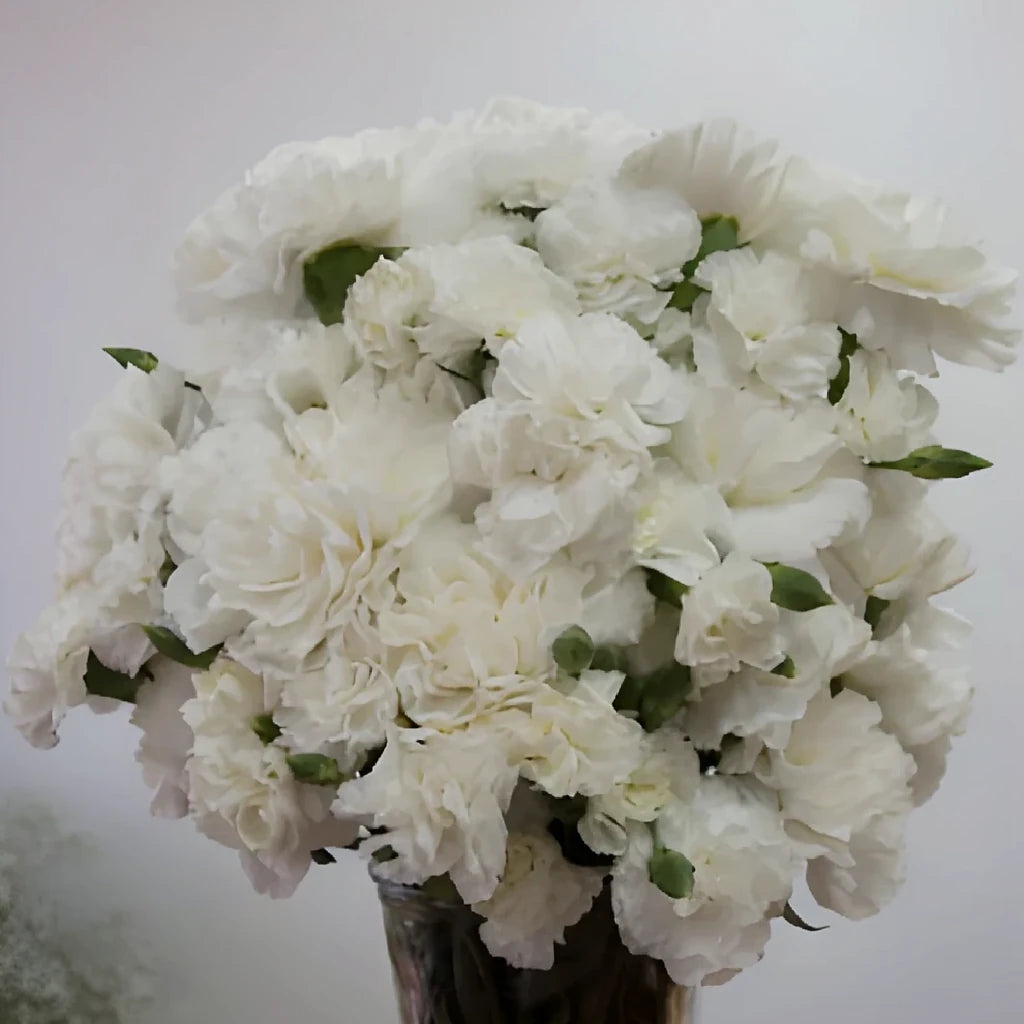 Spring Pack Carnations Mini - main