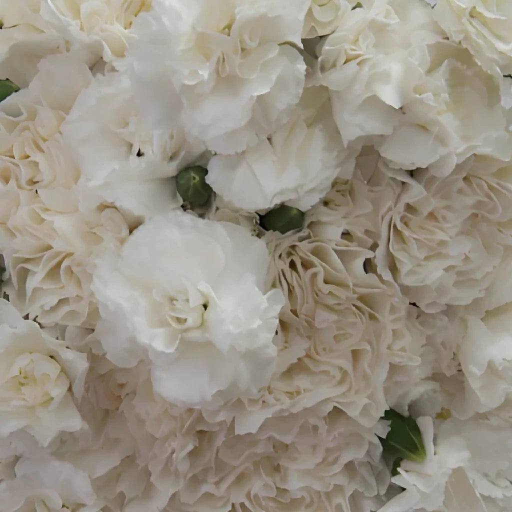 Spring Pack Carnations Mini - alternative 1