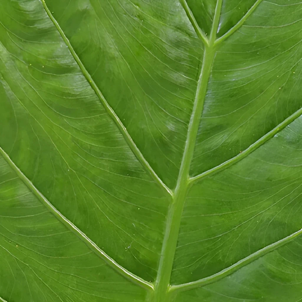 Alocasia Greenery - alternative 1