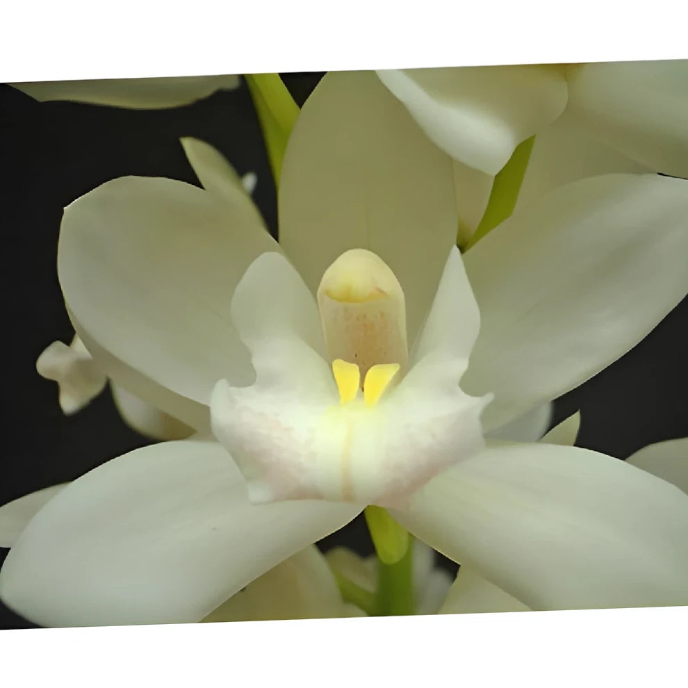 White Orchids Mini Cymbidium - main