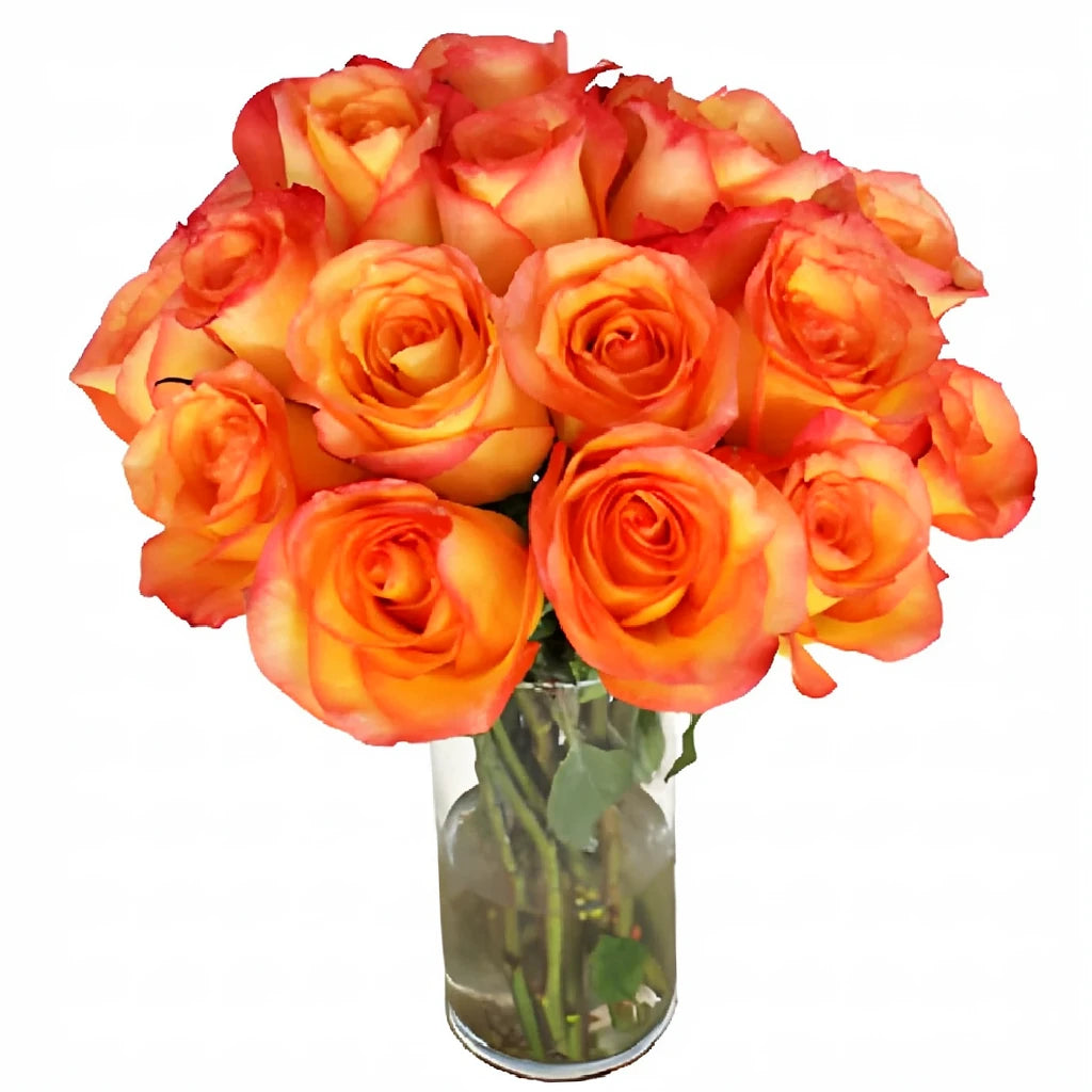 Encanto Roses Standard - alternative 3