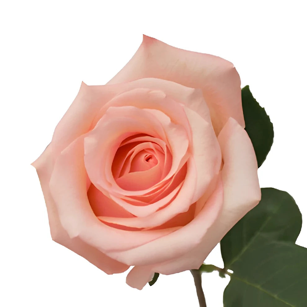 Engagement Roses Standard - alternative 2