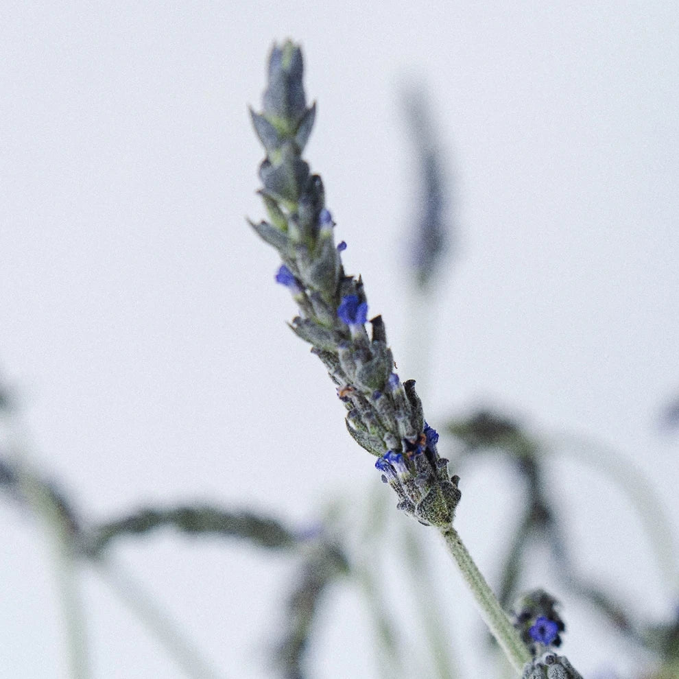 English Lavender Lavender - main