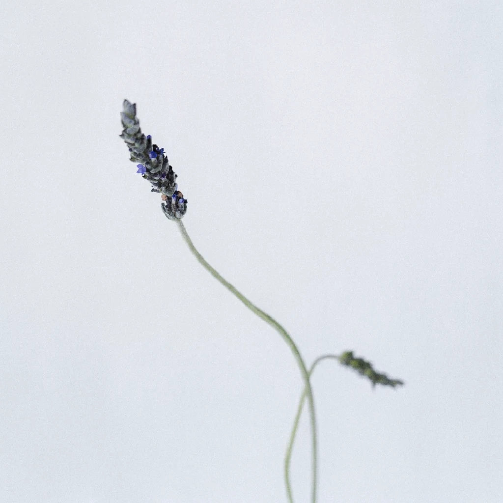 English Lavender Lavender - alternative 1