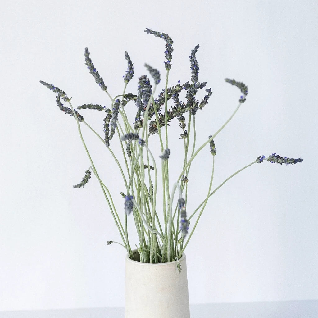 English Lavender Lavender - alternative 2