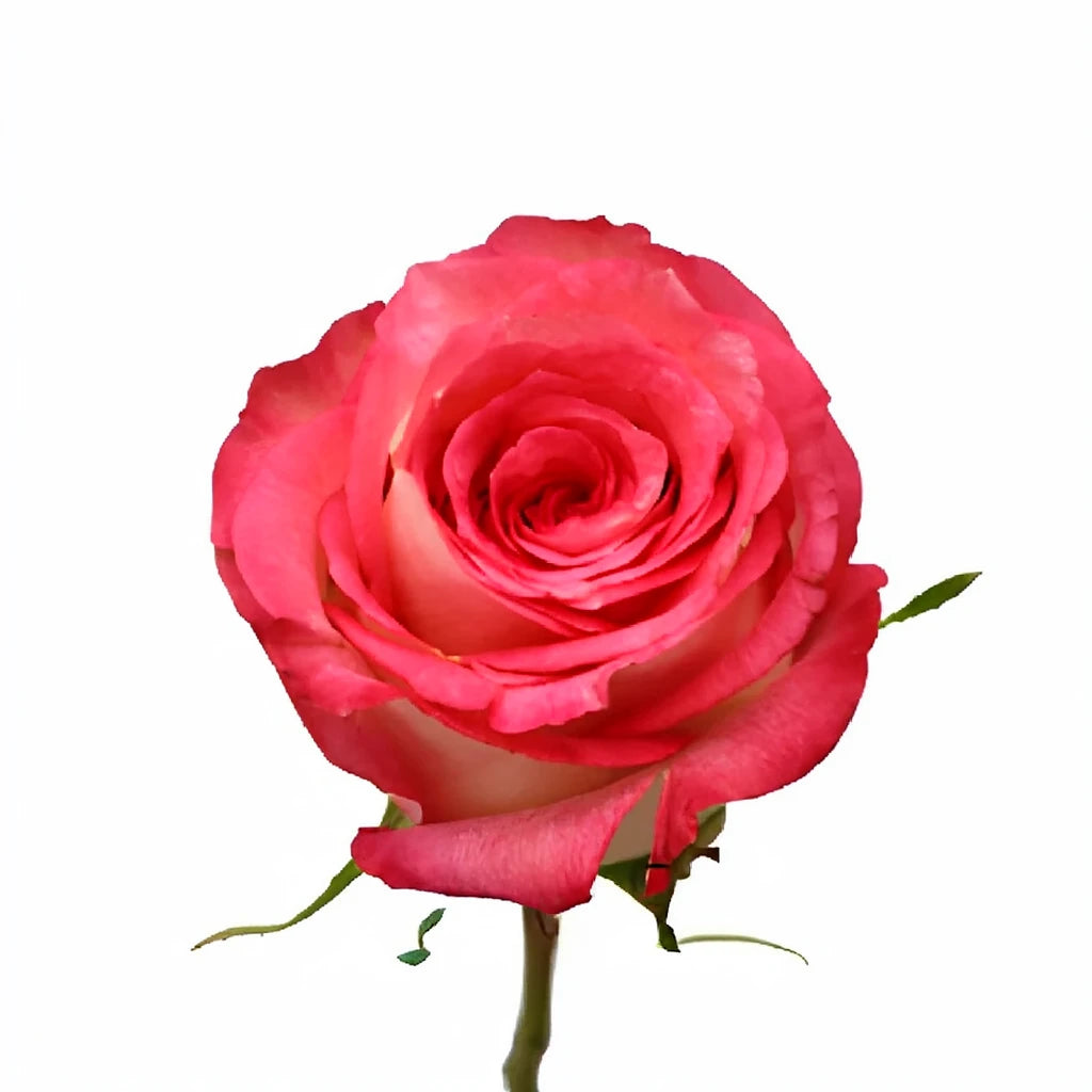Ensemble Roses Standard - main