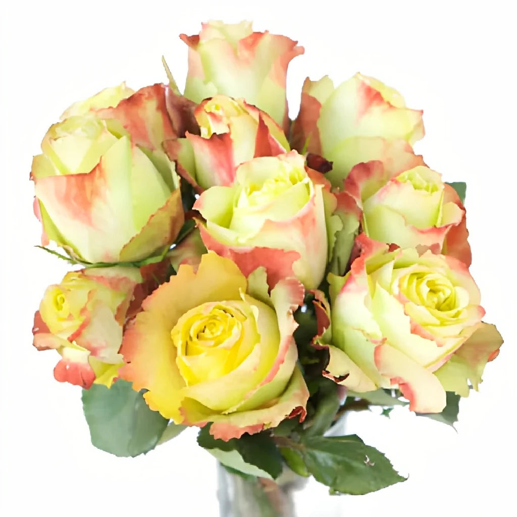 Zazu Roses Standard - alternative 1