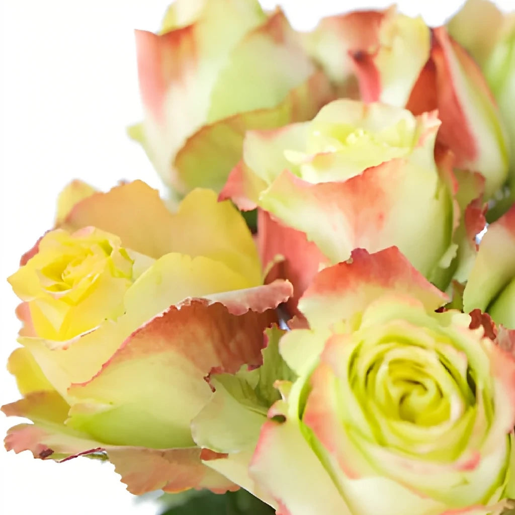 Zazu Roses Standard - alternative 2