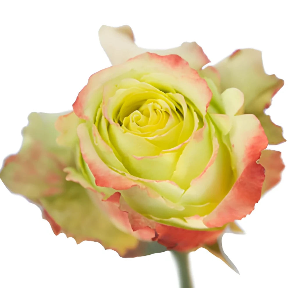 Zazu Roses Standard - main