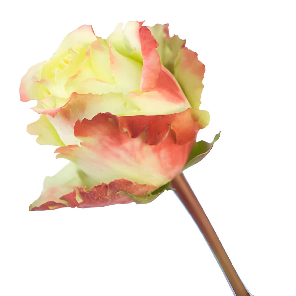 Zazu Roses Standard - alternative 3