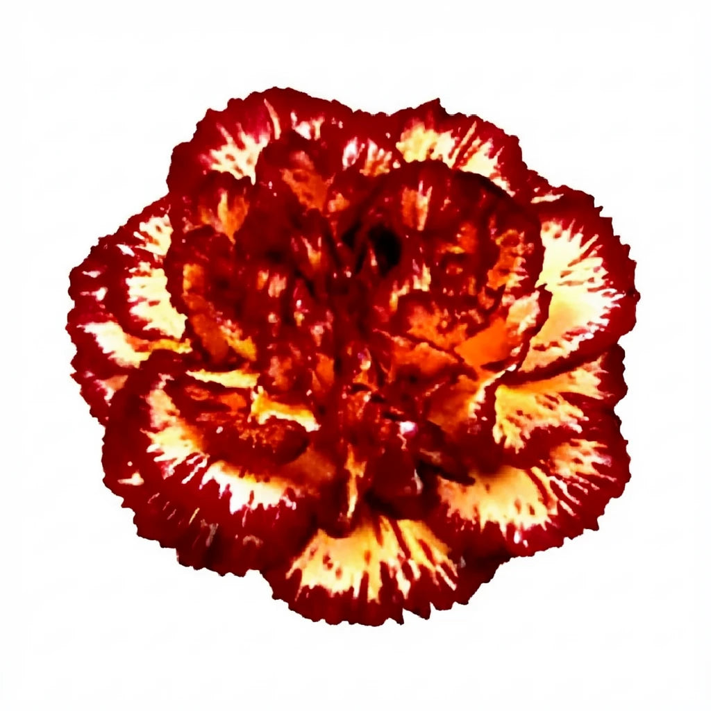 Viana Cream Carnations - alternative 1