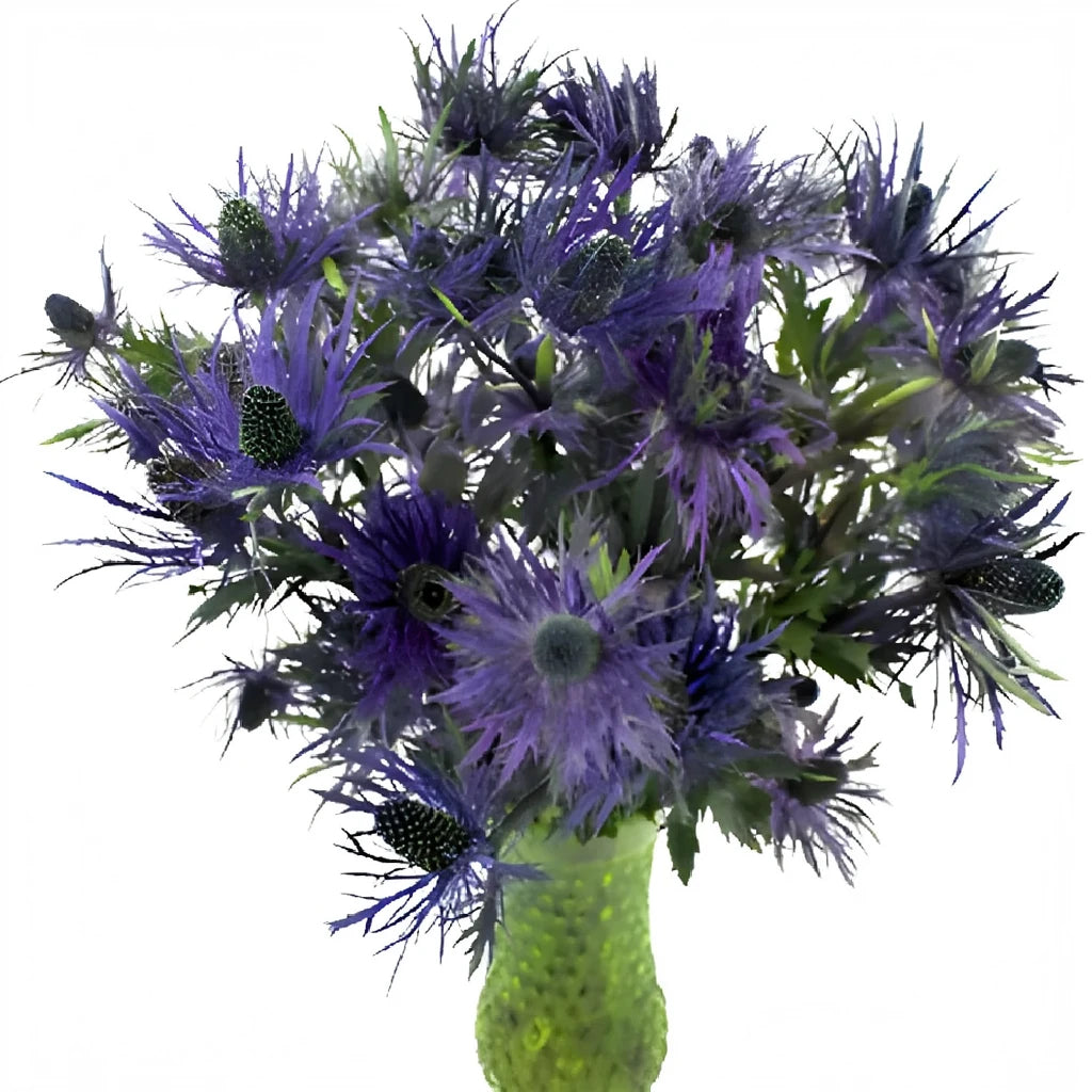 Purple Thistle - alternative 4