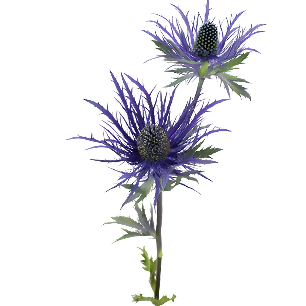 Purple Thistle - alternative 2