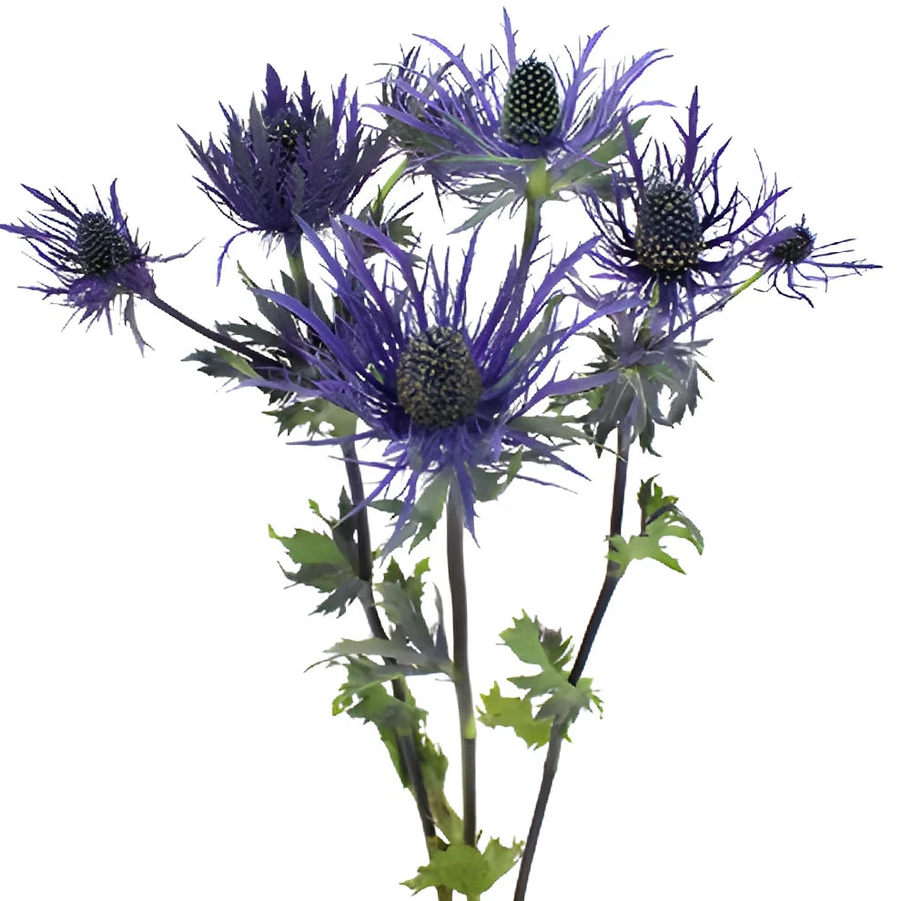 Purple Thistle - alternative 1