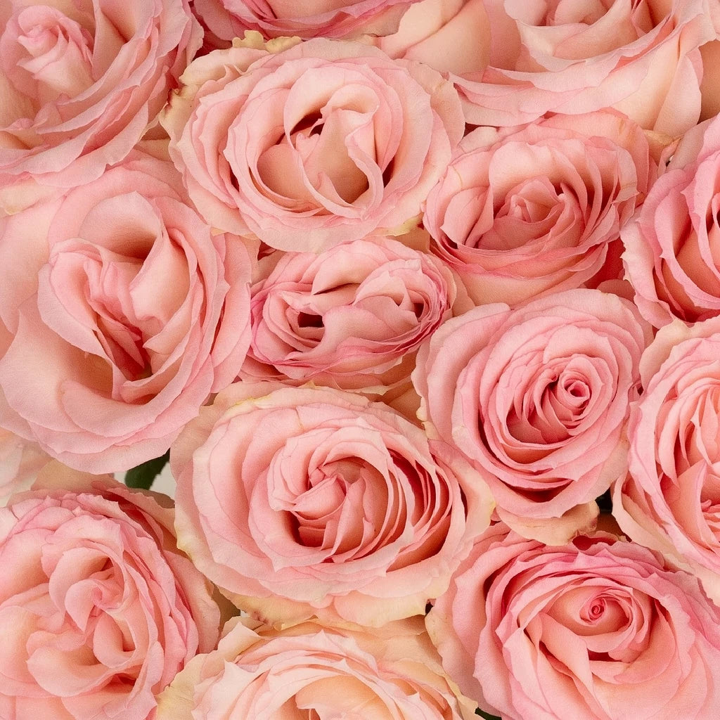 Esperance Roses Standard - main