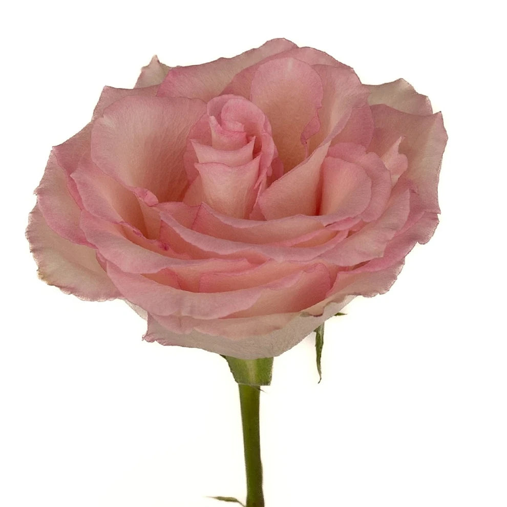Esperance Roses Standard - alternative 1