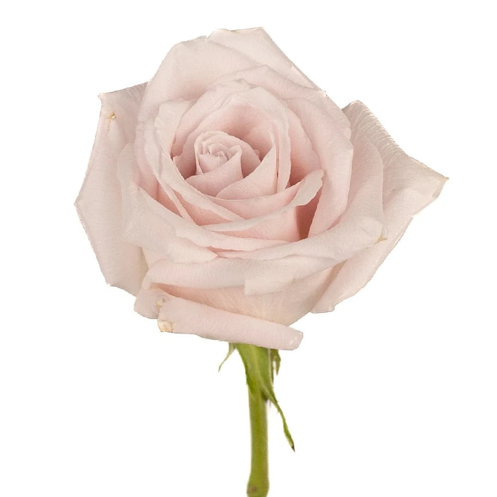 Light Pink Roses Standard - alternative 2