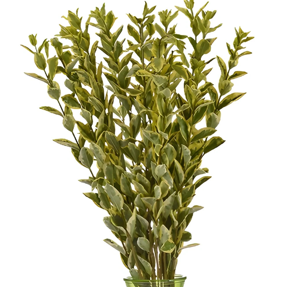 Euonymus Greenery - alternative 1