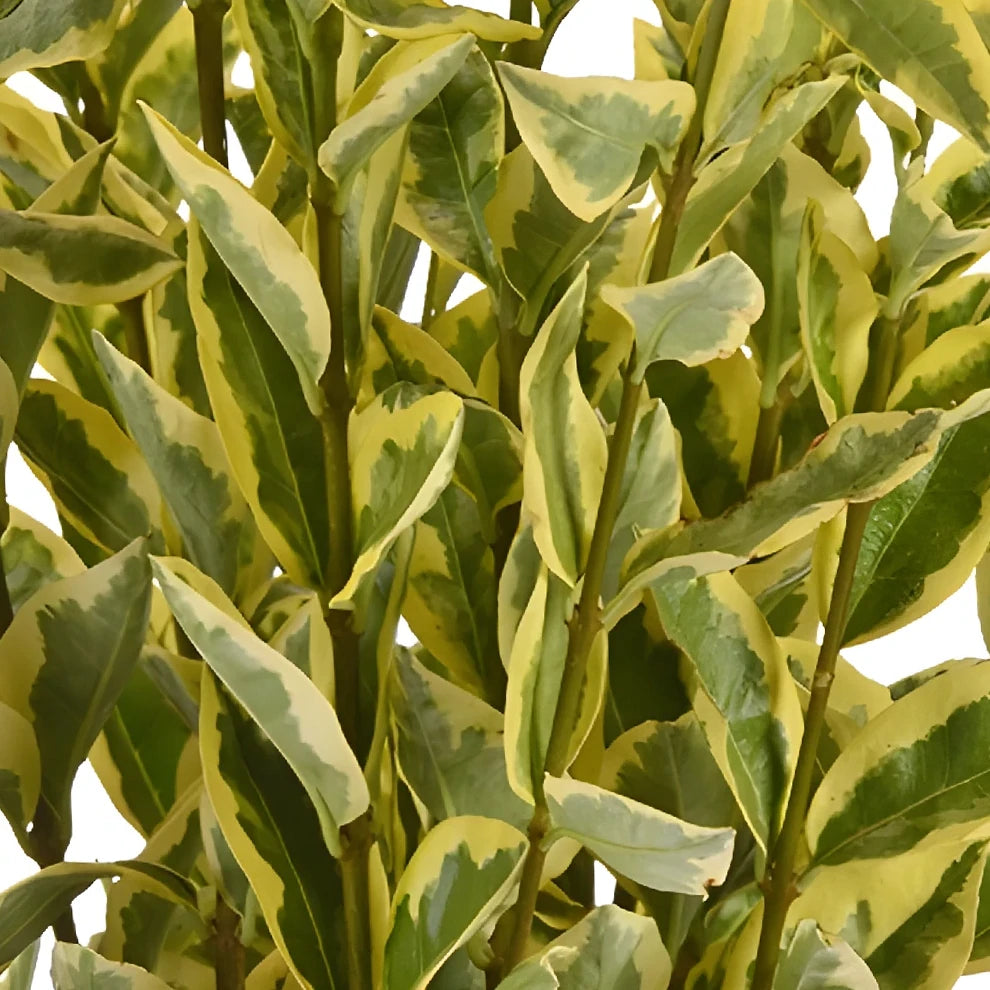 Euonymus Greenery - main