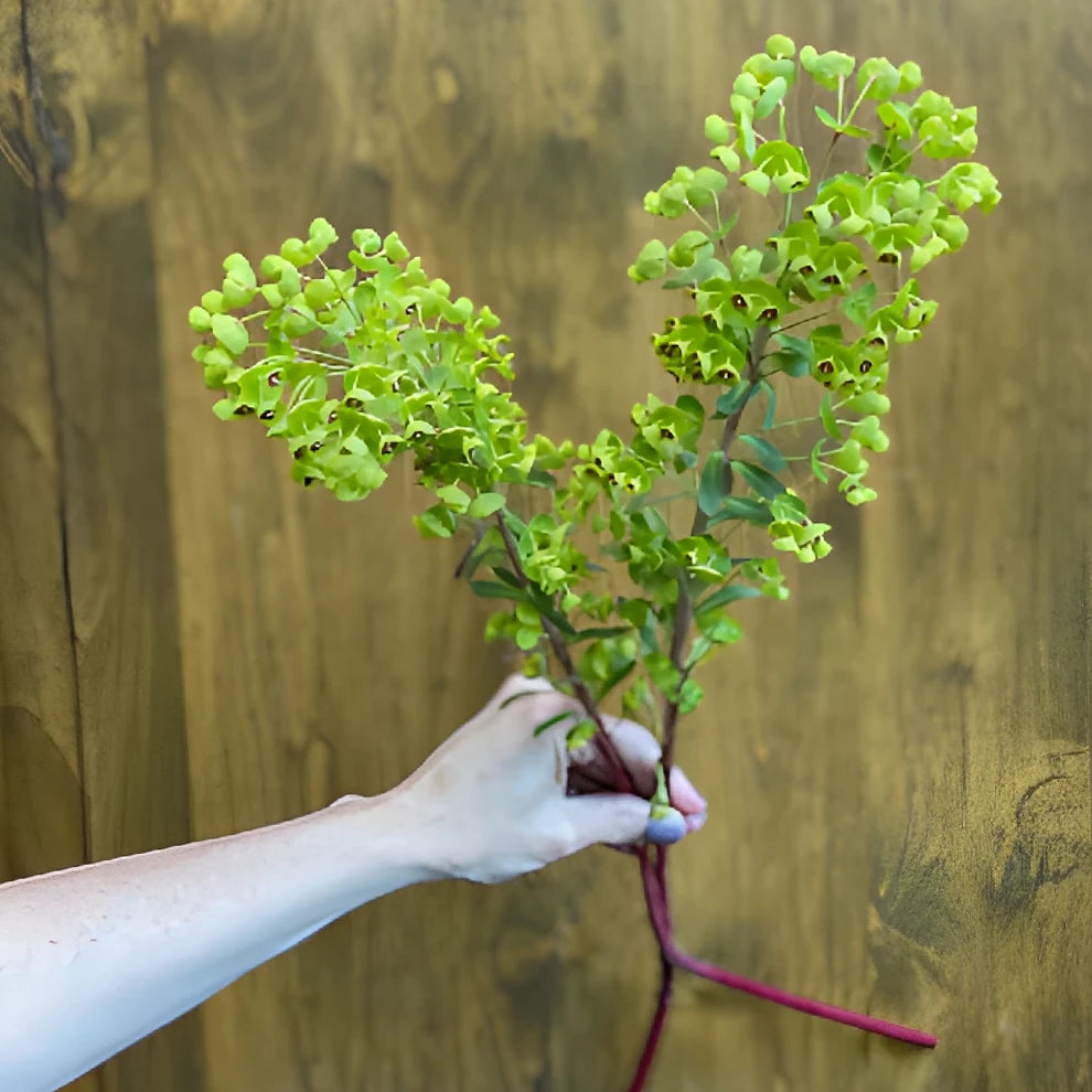 Euphorbia Dog Eye Greenery - main