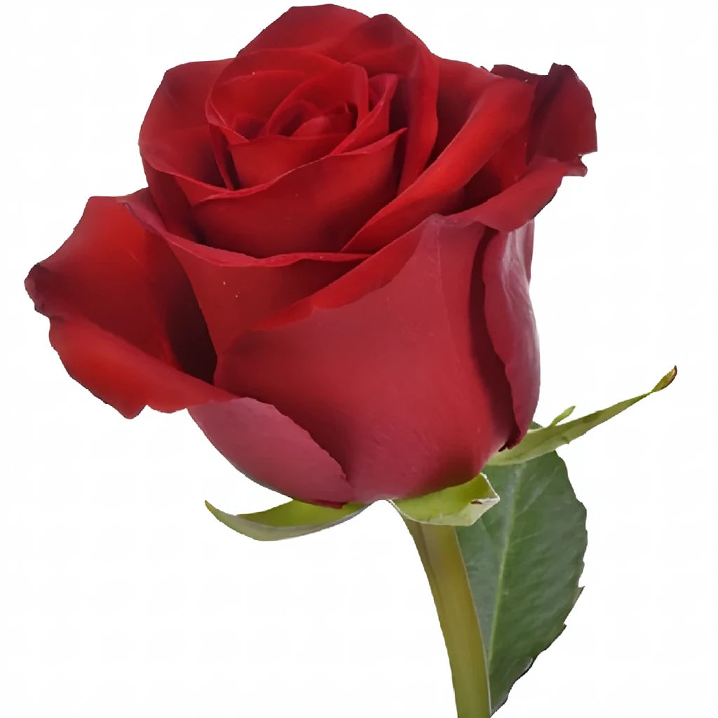 Explorer Roses Standard - alternative 2