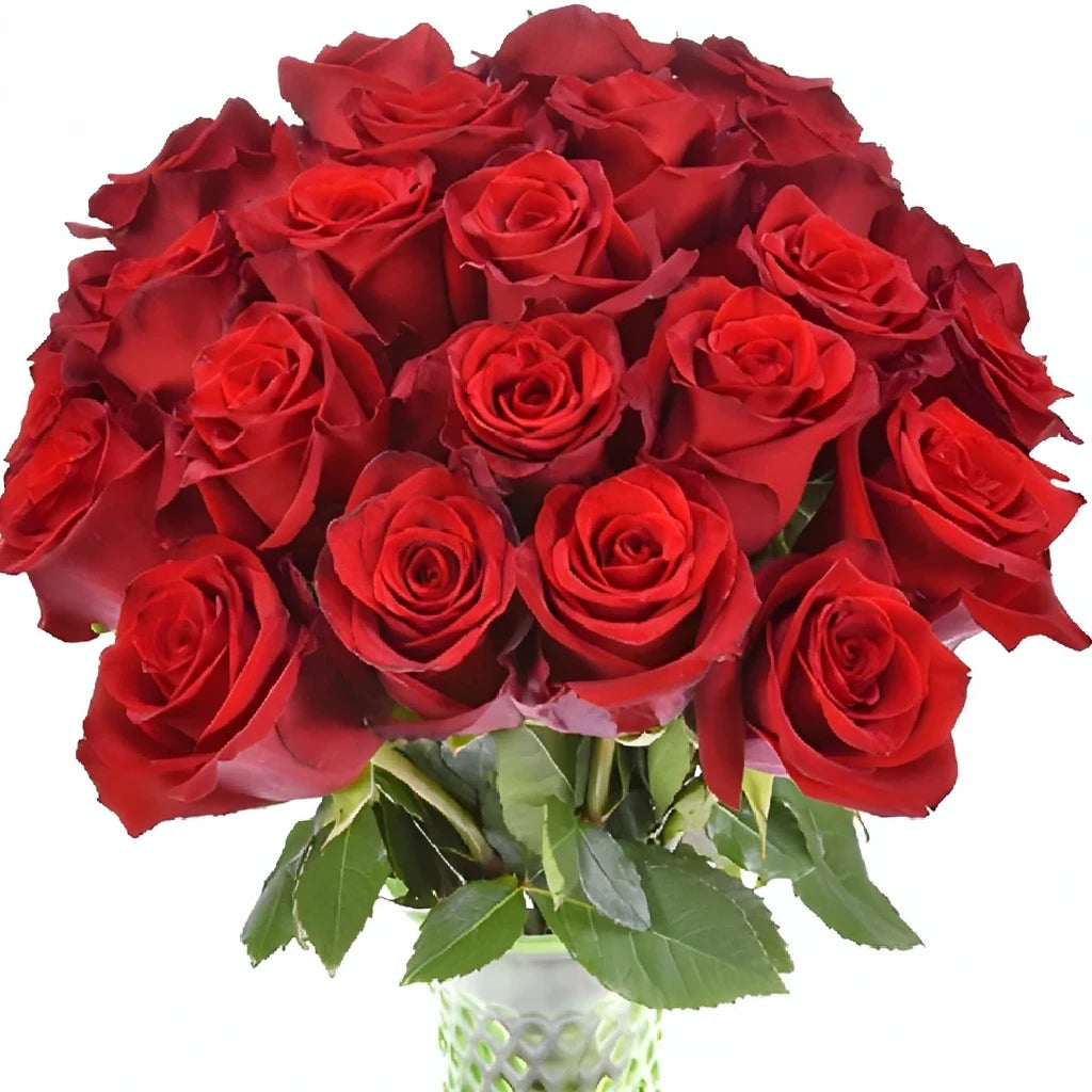 Explorer Roses Standard - main