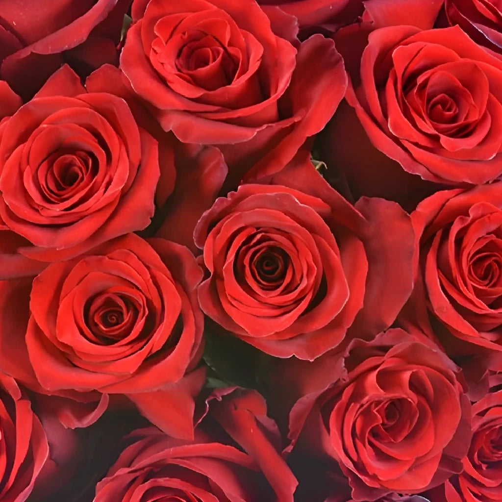 Explorer Roses Standard - alternative 1