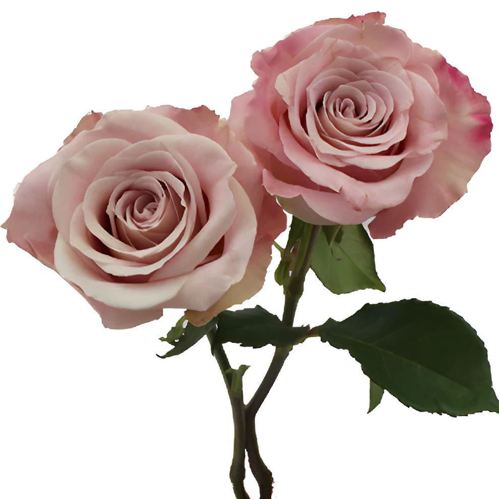 Faith Roses Standard - alternative 3