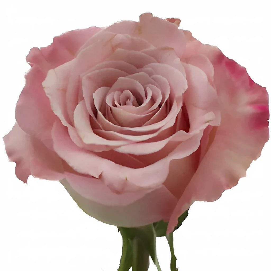 Faith Roses Standard - alternative 1