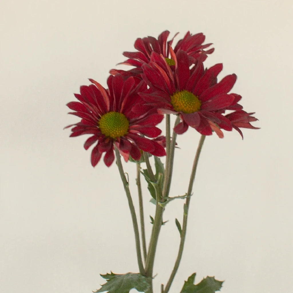 Red Pom Daisy - alternative 2