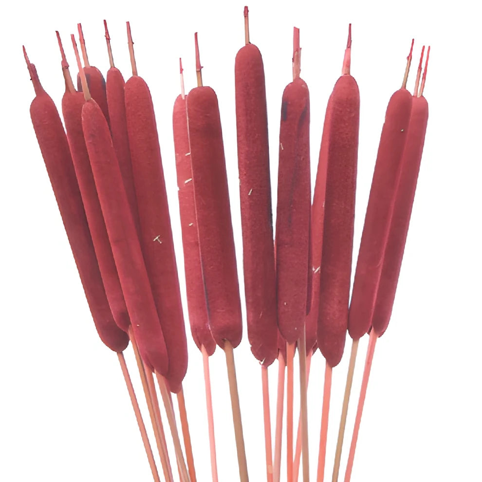 Red Cat Tails - main