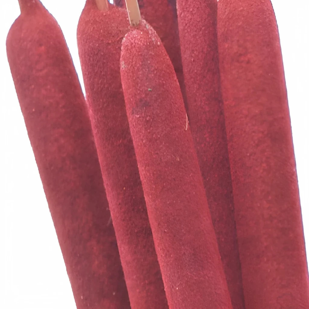 Red Cat Tails - alternative 1