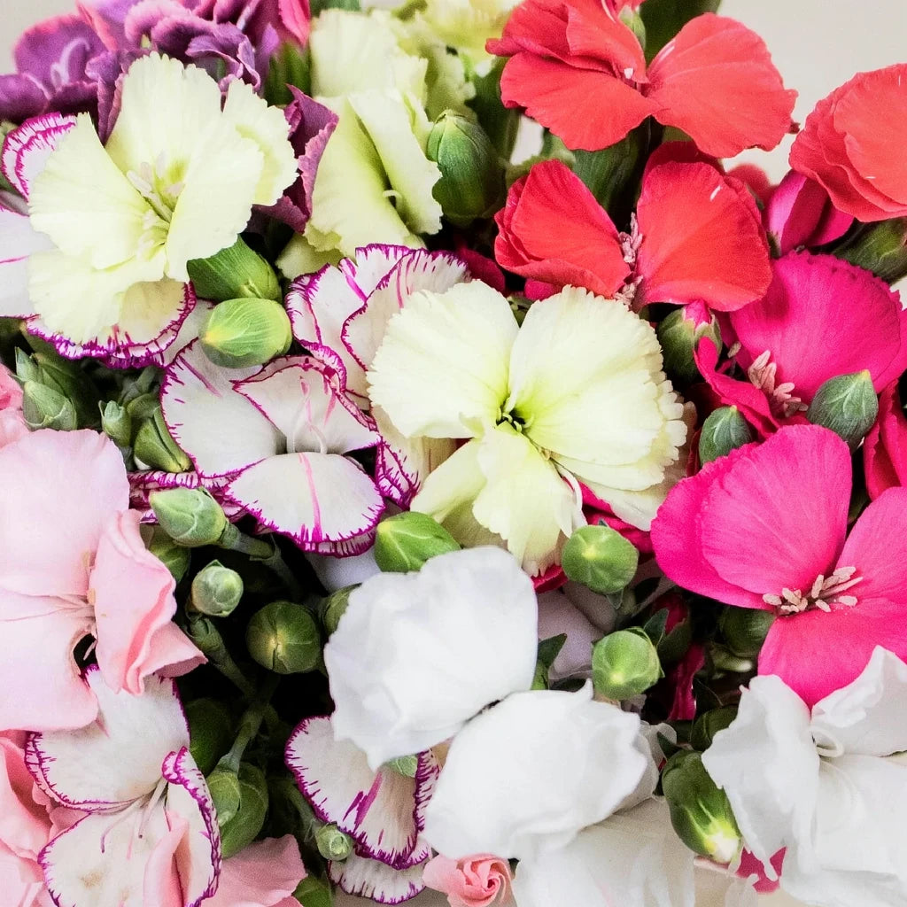 Solomio Assorted Dianthus - alternative 2