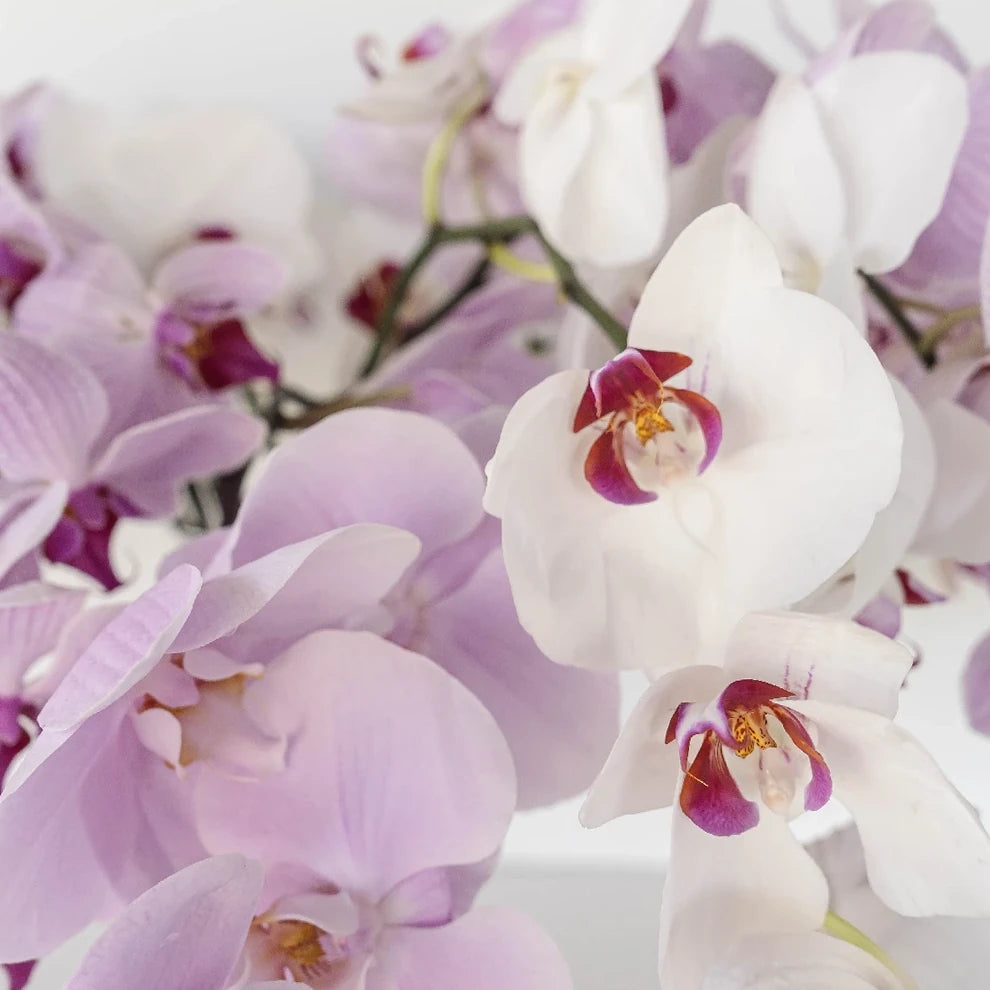 Phalaenopsis Plants Orchids Phalaenopsis - Assorted - alternative 2