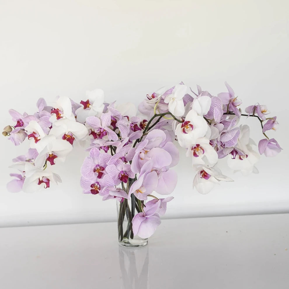 Phalaenopsis Plants Orchids Phalaenopsis - Assorted - main