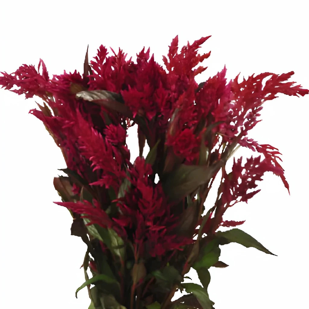 Burgundy Celosia Feather - alternative 1