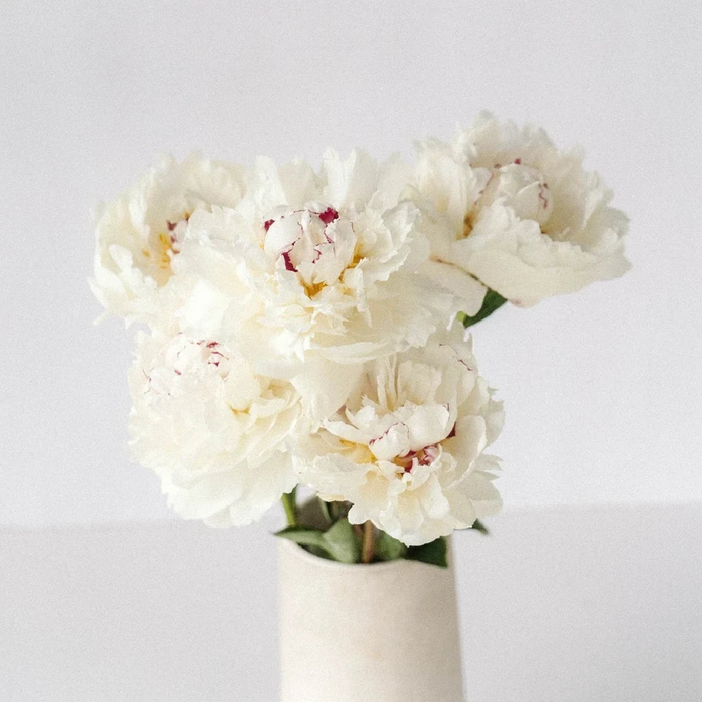 Festiva Maxima Peonies - main